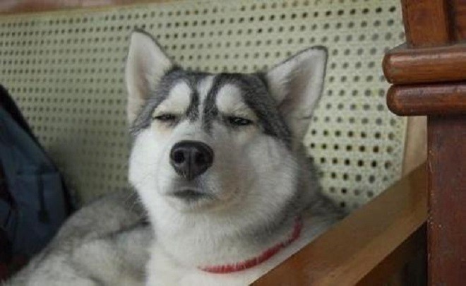 当它遇到其他表情凶狠的狗时,立马就怂了.