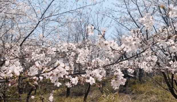 內附視頻美圖|新和村|央視|油菜花|櫻花|郎溪縣