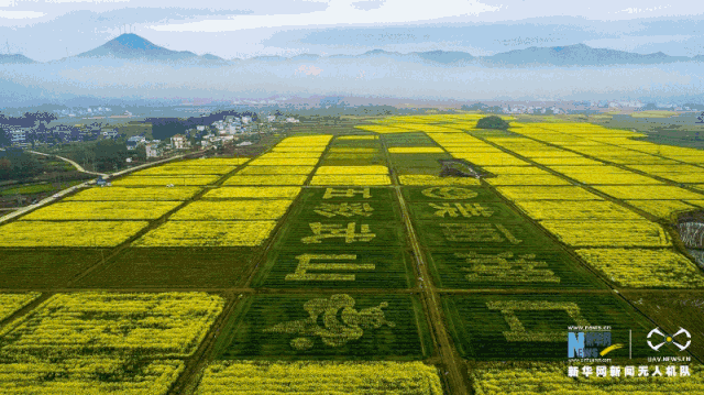 油菜花开美如画:中国菜籽菜油十四强省(市)