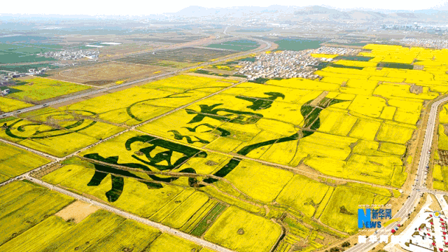 油菜花开美如画:中国菜籽菜油十四强省(市)