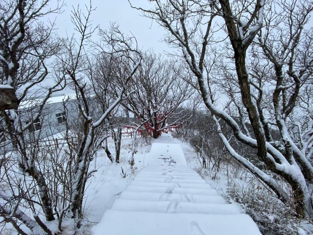 刚刚传来,牛背梁三月飞雪,雪中云海美极了!