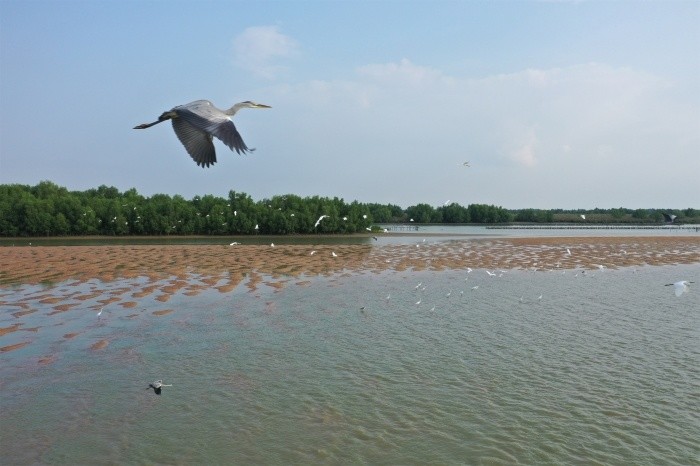 武陵水库的整治只是廉江全方位治水的冰山一角,针对整个九洲江河湖