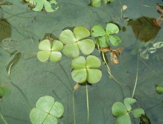 "1种草"漂浮在水面,被称为"田字草",若在河边见到,请珍惜