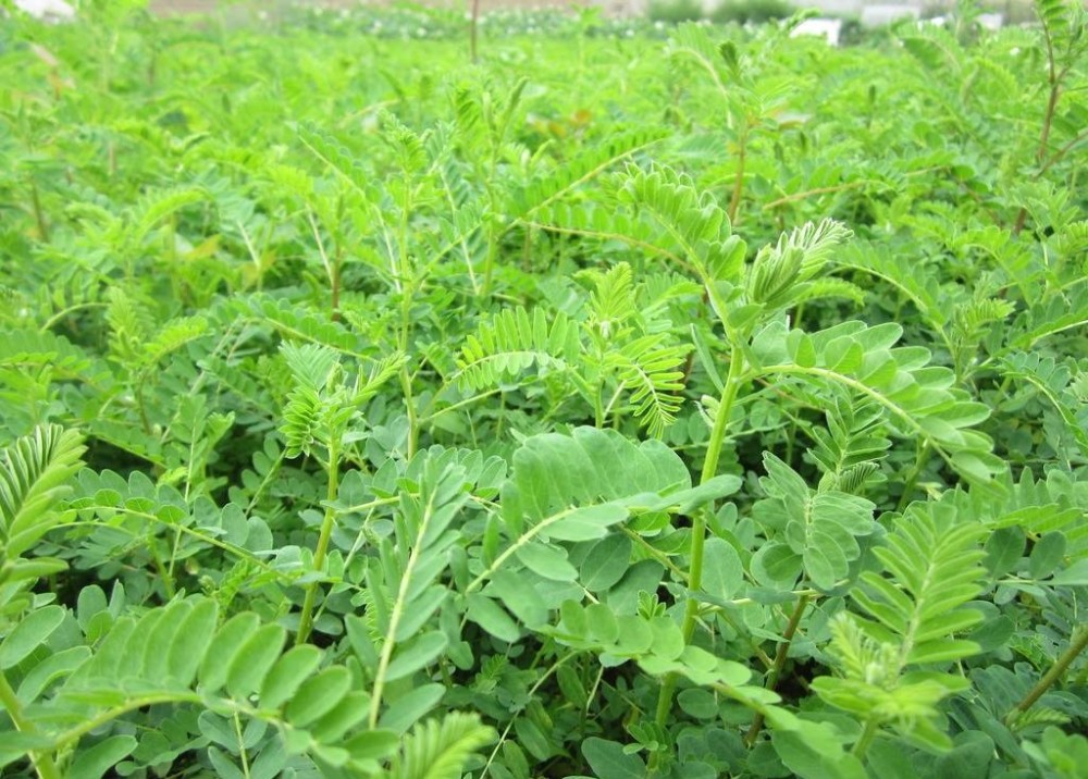 真武汤治验录别看药味差不多但主次不一样效果却差别很大