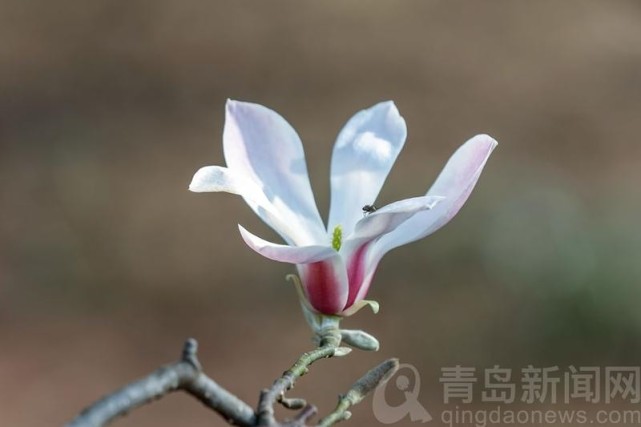 中山公園 望春玉蘭寶華玉蘭等玉蘭品種相繼開放|青島中山公園|玉蘭花