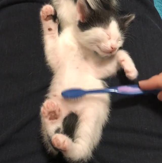 猫身上会有跳蚤吗 怎么给猫做驱虫呢