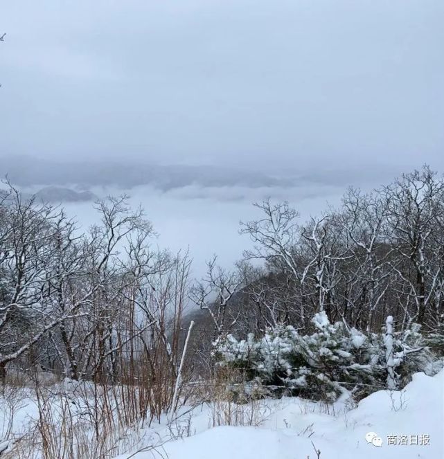 三月桃花雪一城柳絮风图片