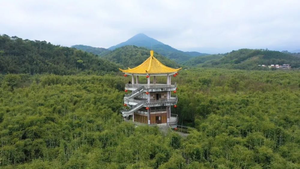 阳春三月,雨润大地,享有"竹子之乡"美名之称的肇庆广宁,春笋已纷纷