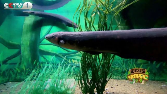 一起来探索|电鳗|鳄鱼|细胞