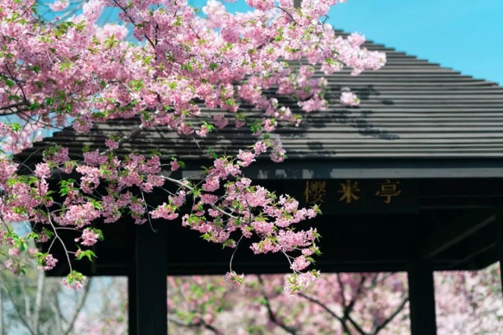 樱花烂漫上海绝美樱花观赏地来了随手一张就是壁纸