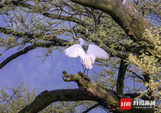 這些鳥中,鷺鳥屬於國家二級保護動物,屬於大型水邊鳥類,多棲息於江河