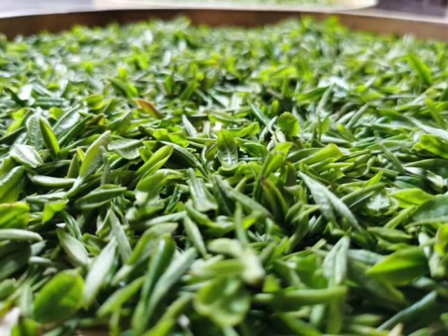 南通名片"军山茶",你喝过吗?|城市日历|新茶|茶叶|军山