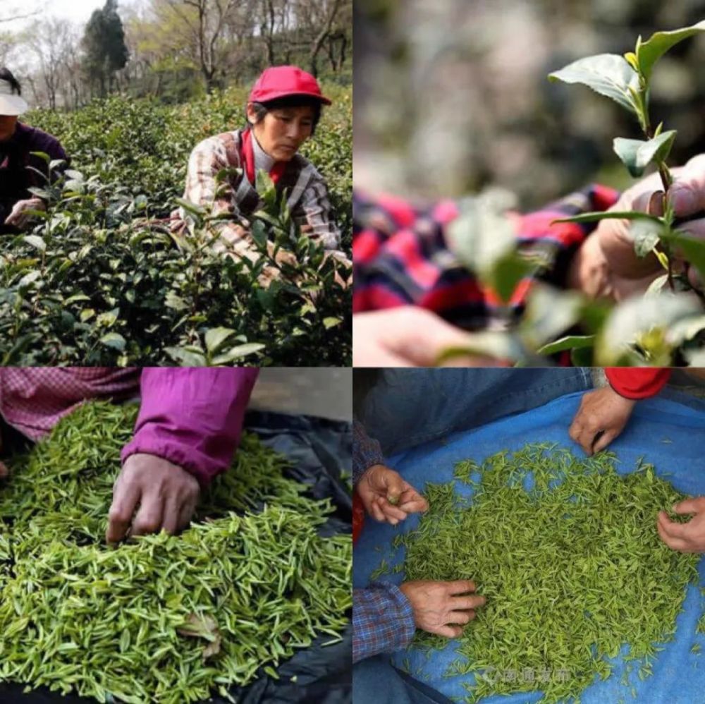 南通名片军山茶你喝过吗