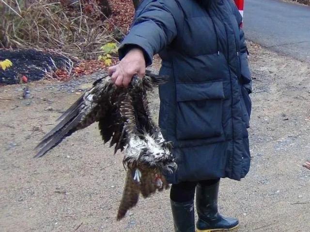 淳安一男子猎捕老鹰2只获刑一年六个月