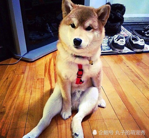 狗狗常见坐姿大分析,其实每个不同的姿势都代表着不同的意义,你知道