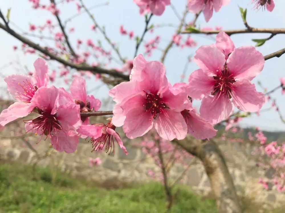 苍龙街道水塘村千亩桃花盛开争芳斗艳美醉了快来围观