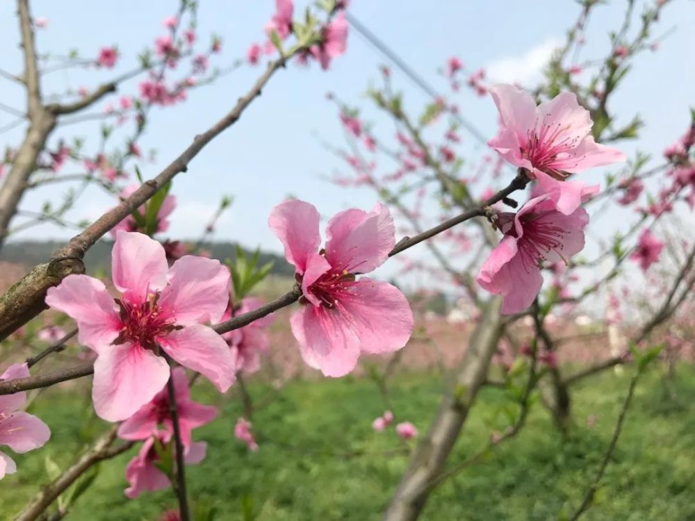 苍龙街道水塘村千亩桃花盛开争芳斗艳美醉了快来围观