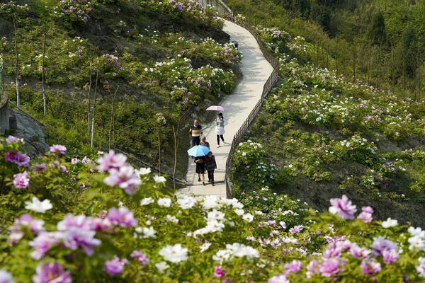 3月26日,在墊江縣的愷之峰旅遊區內,遊客們在牡丹花海中游覽.