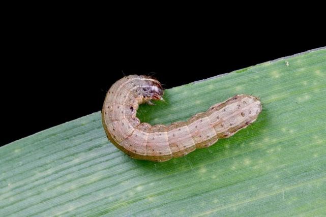 去年大吃26省玉米地的"蛾子",今年又来了