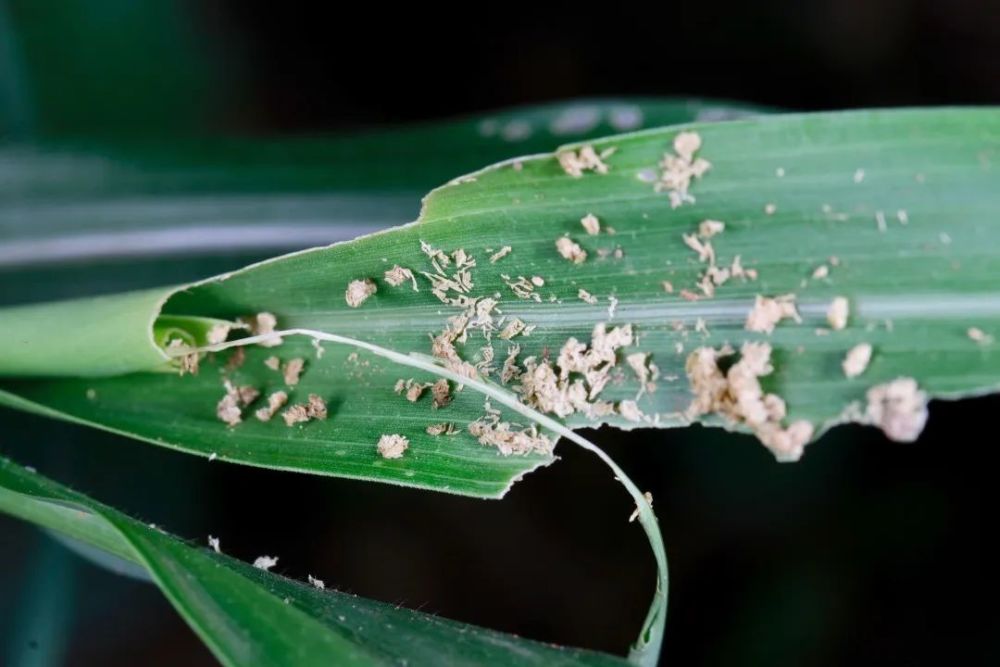 去年大吃26省玉米地的蛾子今年又来了