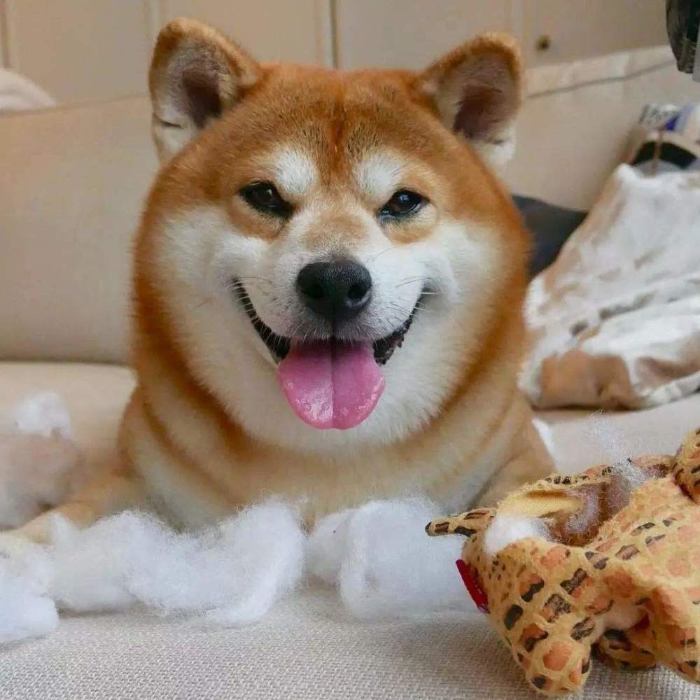 被称为"微笑天使"的柴犬,别轻易养,它不像看上去那么天真无邪