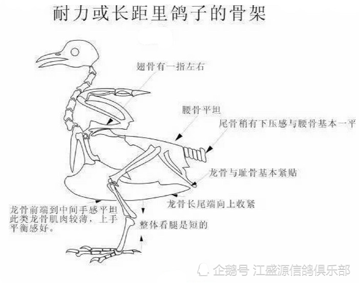 养鸽小技巧:看骨架区分快速鸽和耐力鸽