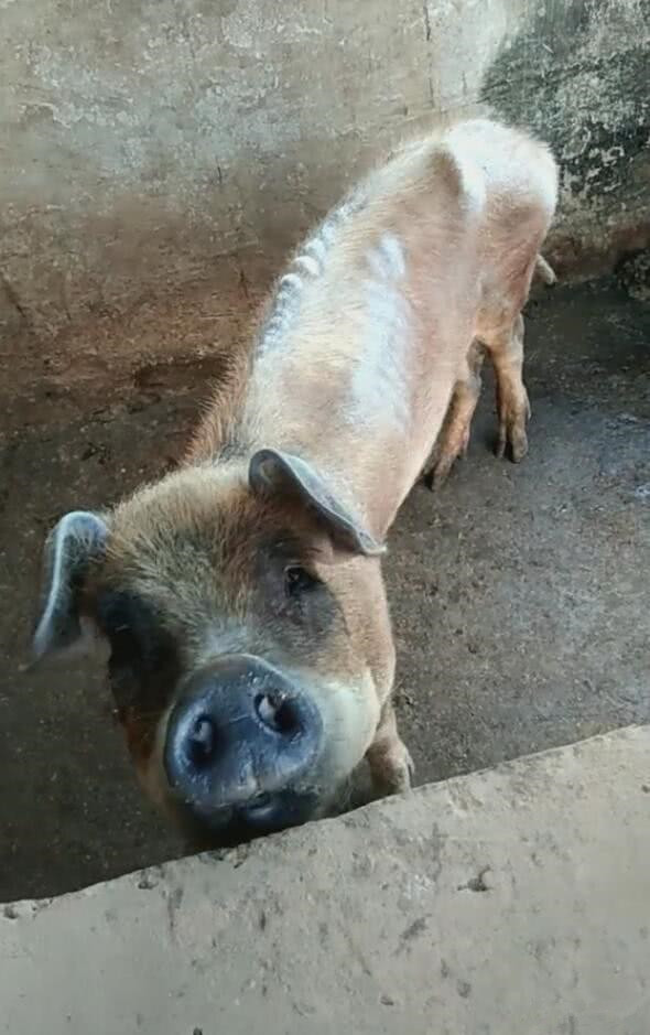 男子去隔壁邻居家做客,看见猪后却忍不住想笑:从没见过这样的