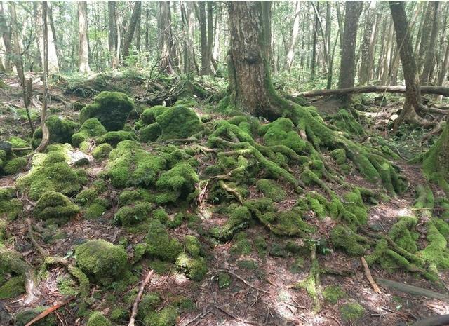 世界最恐怖森林超1000人在此丧命被日本誉为自杀圣地