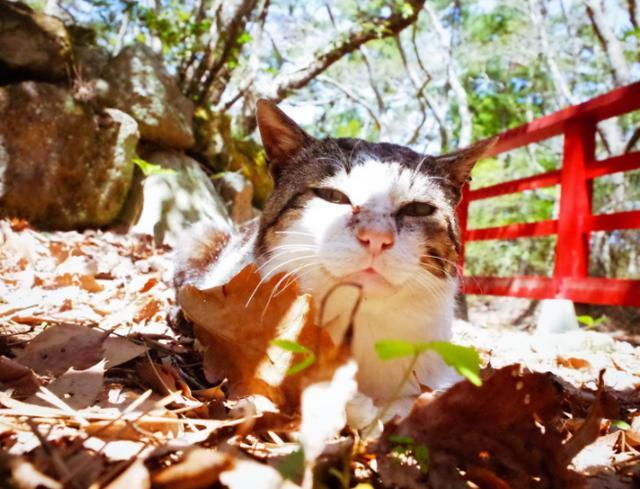 日本超灵验 猫神神社 成为世界猫奴圣地 游客 太治愈了 日本 猫奴 猫咪