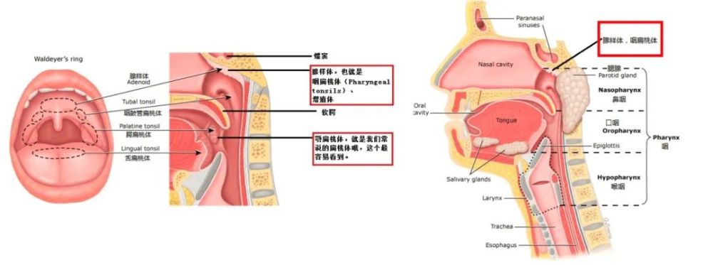 腺样体解剖位置 腺体图片
