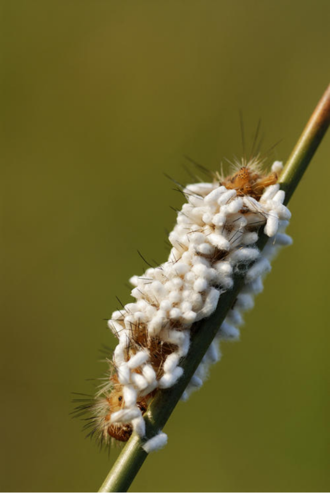 寄生蜂有多可怕?如果被它咬上一口,就会变成"丧尸"