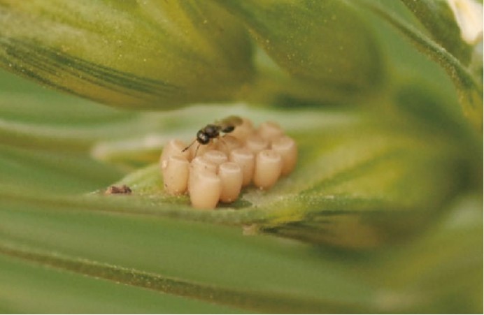 寄生蜂有多可怕?如果被它咬上一口,就会变成"丧尸"