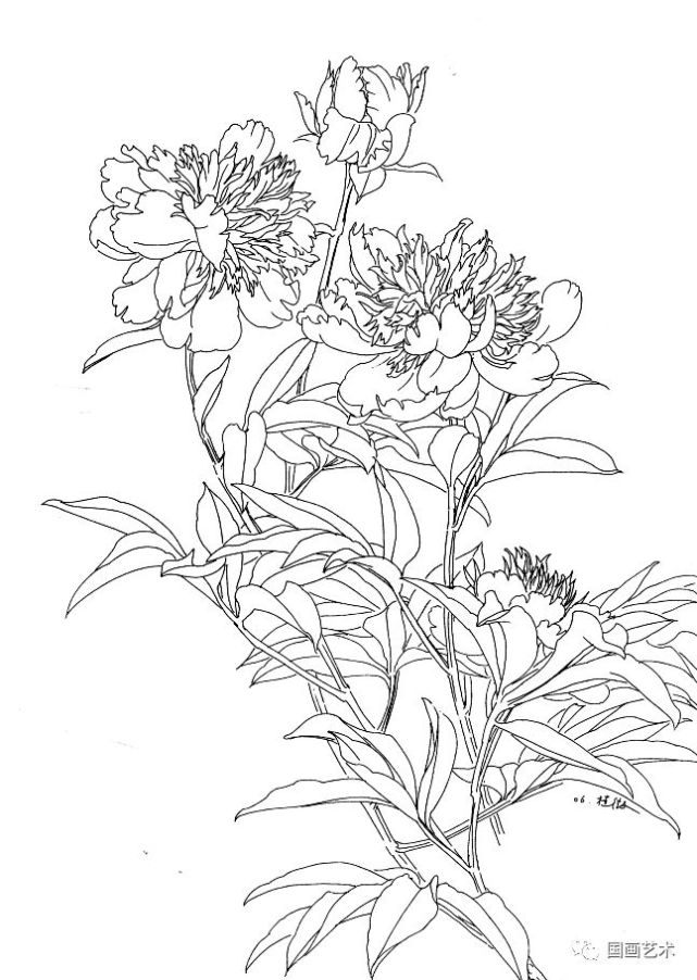 图文教程工笔芍药画法步骤与白描画稿