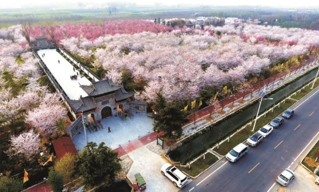 许昌最美樱花园粉色怒放再不看可就来不及啦