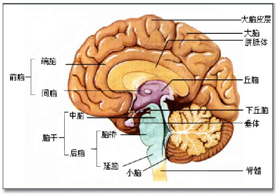 和普及,大家都知道,我们的大脑分为左半球和右半球,也就是左脑与右脑