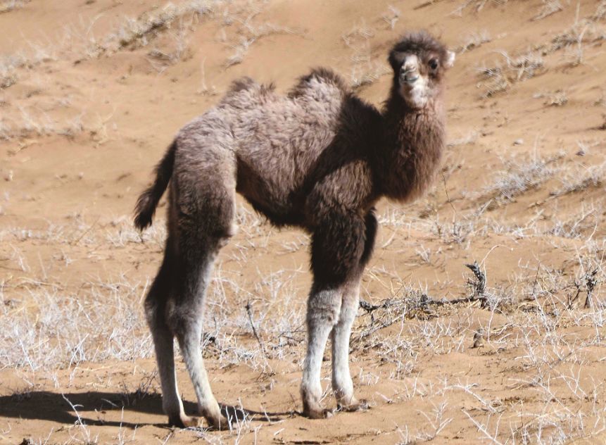 快看丨阿拉善驼羔眼中的"三重影"