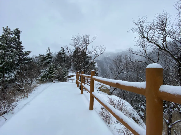 omes 好雪知时节,当春乃发生 随风潜入夜,润物细无声 一场春雪降临牛