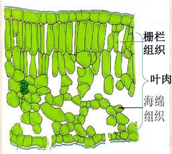 腾讯内容开放平台