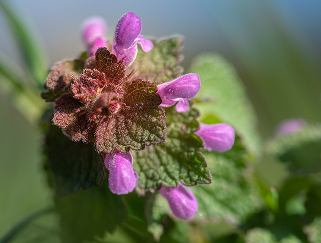 农村常见的"宝塔草",状如华盖,小植物也有大能量!