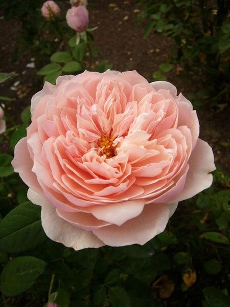 月季品种安尼克城堡耐晒三季有花香味有很多不同的说法