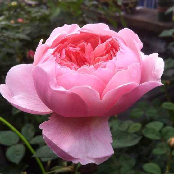 月季品种"安尼克城堡"耐晒,三季有花,香味有很多不同的说法