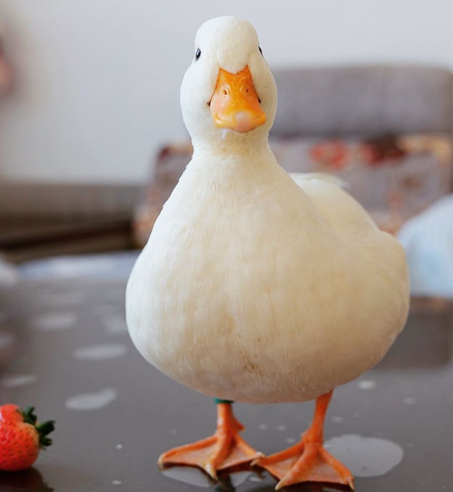 别急,养之前要三思!