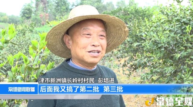 津市新洲镇:油茶产业美村居 富乡亲