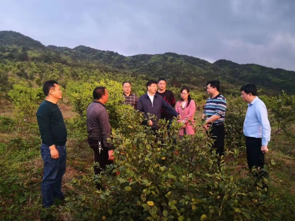 林武民深入东山瑶族乡现场调研指导产业发展