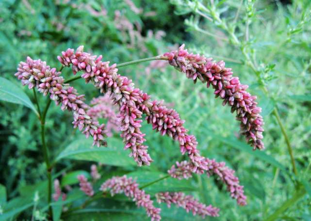 的特                    大家也发现其中的食用效果,就拿牛根草来说