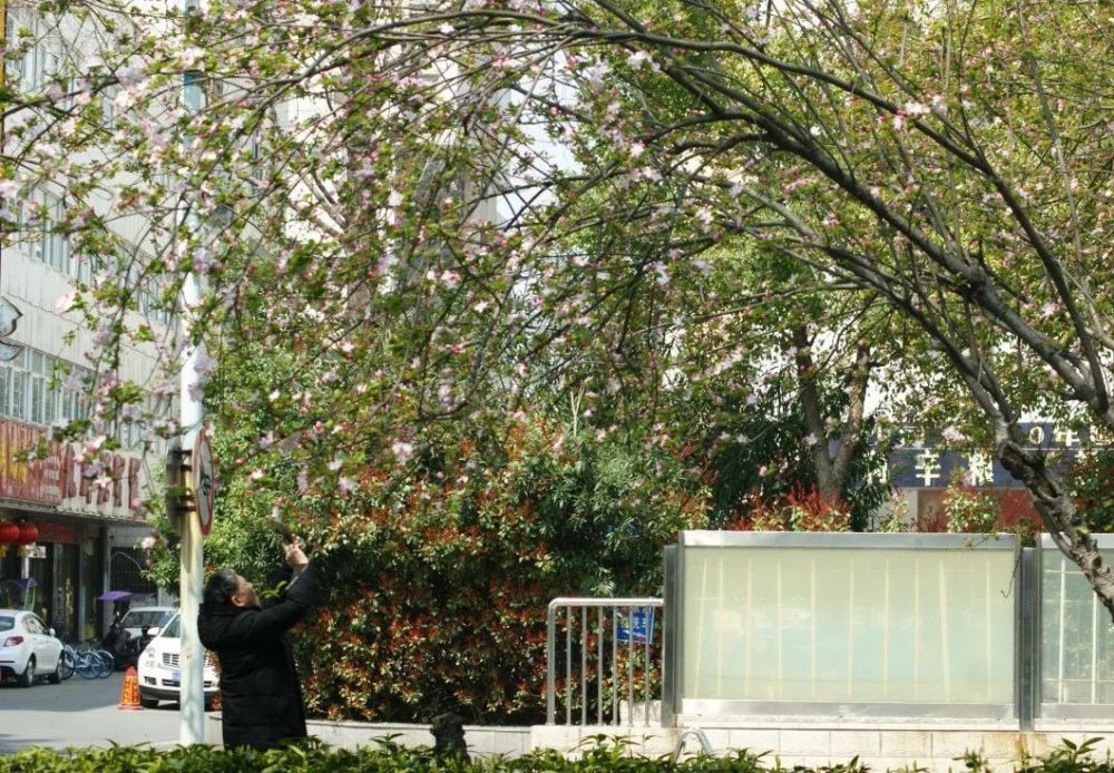 原创科普 你是我的小呀小海棠 腾讯新闻