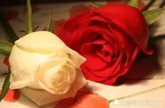 张爱玲笔下的红玫瑰和白玫瑰 你会选择谁 腾讯新闻