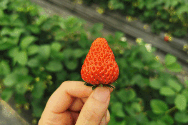 秀山这家"网红"草莓园只要15元/斤!赶紧约起来!