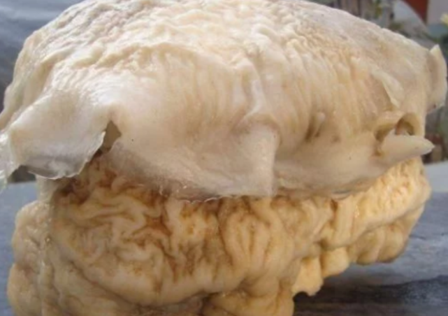 传说中"太岁"到底是什么生物?真是"不老药"吗?科学无法解释