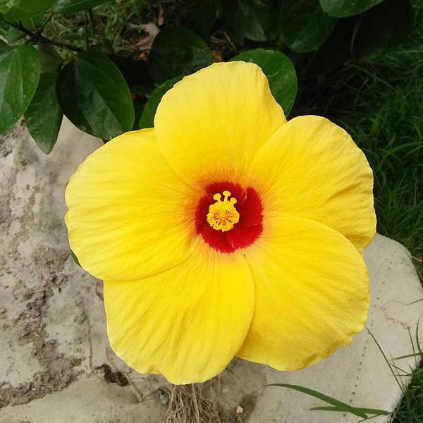 这10种花卉 春天 开黄花 它们的名字可能你还没听过 腾讯新闻